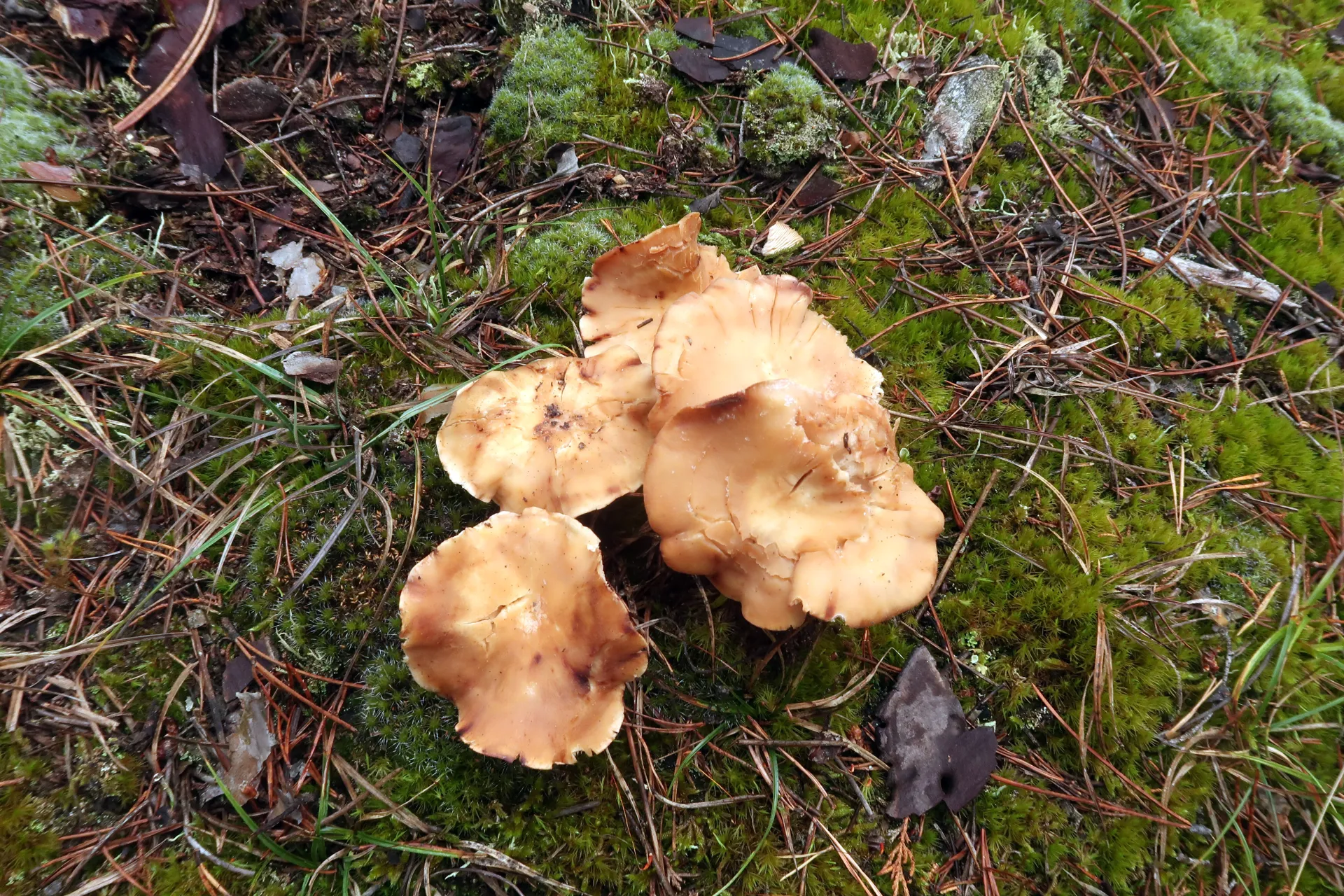 Rhodocybe truncata - 1 - IMG_8231